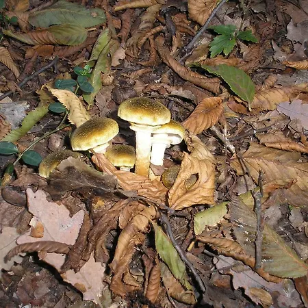 Bauernhof La Scala Saló